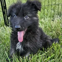 Smokey Bear, a female German Shepherd Dog for sale in Eolia, MO – Photo 1 of 9