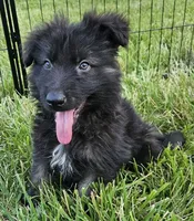 Smokey Bear, a female German Shepherd Dog for sale in Eolia, MO – Photo 1 of 9