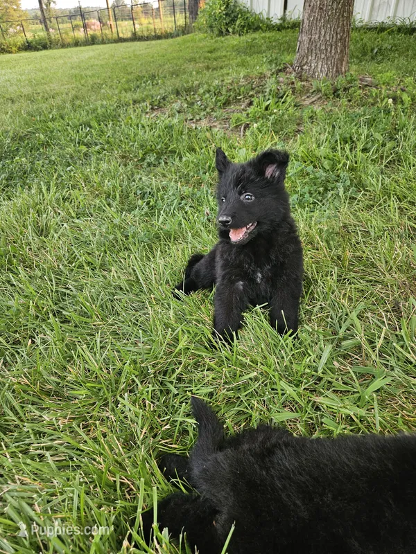 Smokey Bear – German Shepherd Dog puppy for sale in Eolia, MO