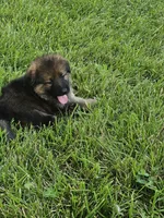 Samson, a male German Shepherd Dog for sale in Eolia, MO – 9 of 10