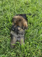 Samson, a male German Shepherd Dog for sale in Eolia, MO – 10 of 10