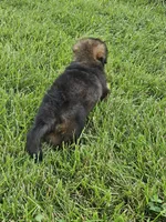 Samson, a male German Shepherd Dog for sale in Eolia, MO – 5 of 10