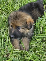 Samson, a male German Shepherd Dog for sale in Eolia, MO – 7 of 10