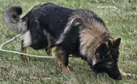 Outlaw, a male German Shepherd Dog for sale in Eolia, MO – 5 of 7