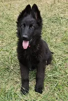 Grizzly, a female German Shepherd Dog for sale in Eolia, MO – Photo 1 of 8