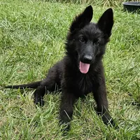 Grizzly, a female German Shepherd Dog for sale in Eolia, MO – Photo 5 of 8