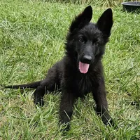 Grizzly, a female German Shepherd Dog for sale in Eolia, MO – Photo 5 of 8