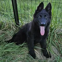 Grizzly, a female German Shepherd Dog for sale in Eolia, MO – Photo 7 of 8