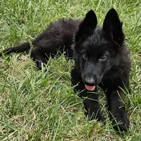 Grizzly, a female German Shepherd Dog for sale in Eolia, MO – Photo 6 of 8