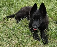 Grizzly, a female German Shepherd Dog for sale in Eolia, MO – Photo 6 of 8