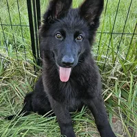 Grizzly, a female German Shepherd Dog for sale in Eolia, MO – Photo 8 of 8
