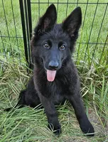 Grizzly, a female German Shepherd Dog for sale in Eolia, MO – Photo 8 of 8