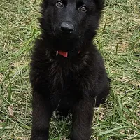 Grizzly, a female German Shepherd Dog for sale in Eolia, MO – Photo 3 of 8