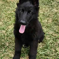 Grizzly, a female German Shepherd Dog for sale in Eolia, MO – Photo 2 of 8