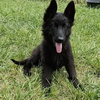 Grizzly, a female German Shepherd Dog for sale in Eolia, MO – Photo 4 of 8