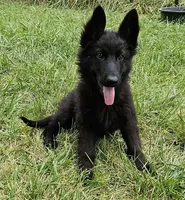 Grizzly, a female German Shepherd Dog for sale in Eolia, MO – Photo 4 of 8