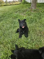 Smokey Bear, a male German Shepherd Dog for sale in Eolia, MO – 4 of 4