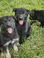 Baby Girl, a female German Shepherd Dog for sale in Eolia, MO – 4 of 4