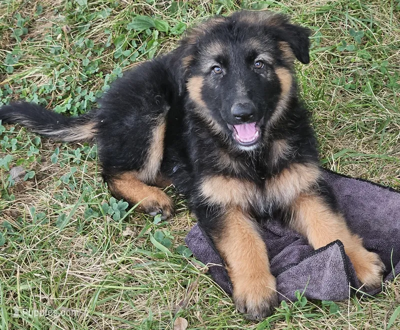 Samson – German Shepherd Dog puppy for sale in Eolia, MO