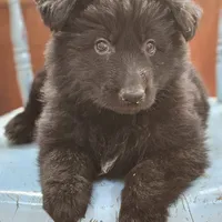 Elvis, a male German Shepherd Dog for sale in Eolia, MO – Photo 1 of 8