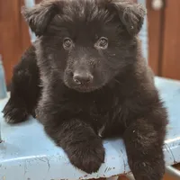 Elvis, a male German Shepherd Dog for sale in Eolia, MO – Photo 7 of 8