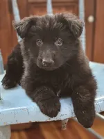 Elvis, a male German Shepherd Dog for sale in Eolia, MO – Photo 7 of 8