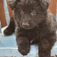 Elvis, a male German Shepherd Dog for sale in Eolia, MO – Photo 3 of 8