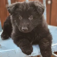 Elvis, a male German Shepherd Dog for sale in Eolia, MO – Photo 6 of 8