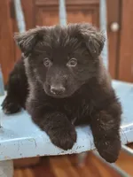 Elvis, a male German Shepherd Dog for sale in Eolia, MO – Photo 6 of 8