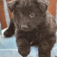 Elvis, a male German Shepherd Dog for sale in Eolia, MO – Photo 4 of 8