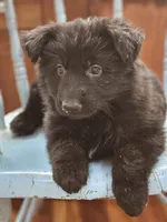 Elvis, a male German Shepherd Dog for sale in Eolia, MO – Photo 4 of 8