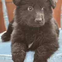 Elvis, a male German Shepherd Dog for sale in Eolia, MO – Photo 2 of 8
