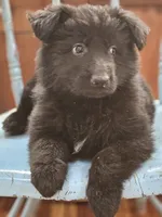 Elvis, a male German Shepherd Dog for sale in Eolia, MO – Photo 2 of 8