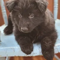 Elvis, a male German Shepherd Dog for sale in Eolia, MO – Photo 8 of 8