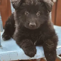 Elvis, a male German Shepherd Dog for sale in Eolia, MO – Photo 5 of 8