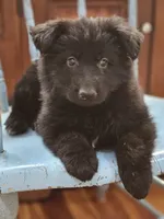 Elvis, a male German Shepherd Dog for sale in Eolia, MO – Photo 5 of 8