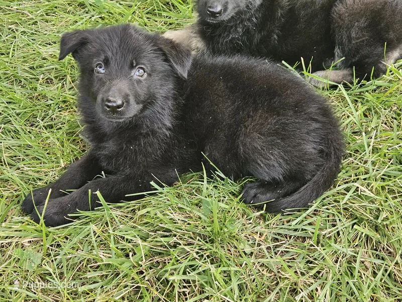 Baby Girl – German Shepherd Dog puppy for sale in Eolia, MO