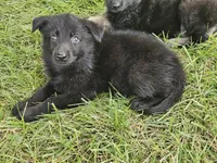 Baby Girl, a female German Shepherd Dog for sale in Eolia, MO – 1 of 4