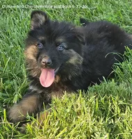 Outlaw, a male German Shepherd Dog for sale in Eolia, MO – 3 of 7