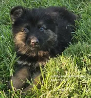 Outlaw, a male German Shepherd Dog for sale in Eolia, MO – 2 of 7