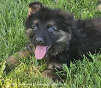 Outlaw, a male German Shepherd Dog for sale in Eolia, MO – 4 of 7