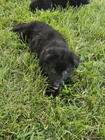Baby Girl, a female German Shepherd Dog for sale in Eolia, MO – 3 of 4