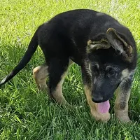 Big Bear, a female German Shepherd Dog for sale in Eolia, MO – Photo 5 of 10