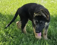 Big Bear, a female German Shepherd Dog for sale in Eolia, MO – Photo 5 of 10