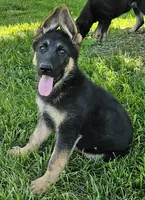 Big Bear, a female German Shepherd Dog for sale in Eolia, MO – Photo 1 of 10