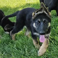Big Bear, a female German Shepherd Dog for sale in Eolia, MO – Photo 10 of 10