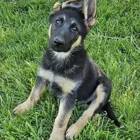Big Bear, a female German Shepherd Dog for sale in Eolia, MO – Photo 7 of 10