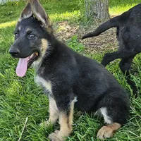 Big Bear, a female German Shepherd Dog for sale in Eolia, MO – Photo 4 of 10