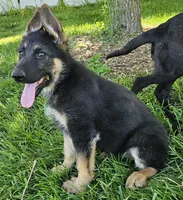 Big Bear, a female German Shepherd Dog for sale in Eolia, MO – Photo 4 of 10