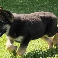 Big Bear, a female German Shepherd Dog for sale in Eolia, MO – Photo 2 of 10